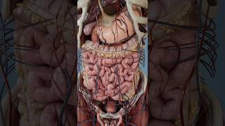 Large intestine anatomy in 3D [upl. by Proudman]