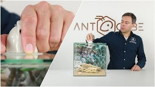 ANTCUBE Ameisenarena Lampenfassung E27 für die Ameisenhaltung [upl. by Aydan]