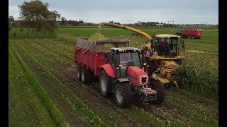 Mais hakselen Castricum  New Holland FX40  Deutz  Same  2024 [upl. by Nagem810]