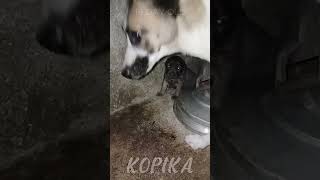 PUPPY CRY LOOKING FOR MOTHER DOG  Kopika shorts puppies [upl. by Eyr]