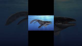 Prognathodon urzeit dinosaurier dinosaur paleontology prehistoric apexpredator mosasaurus [upl. by Okier]