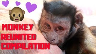 Capuchin Monkey Reunited With Family COMPILATION [upl. by Becker621]