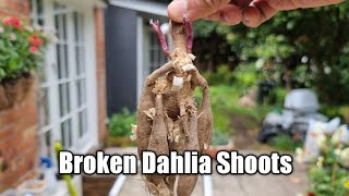 Broken Dahlia Shoots [upl. by Colwell]