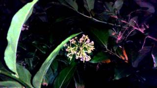 Cestrum nocturnumnight blooming jasmine [upl. by Nirrok]