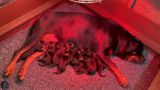 Rottweiler Goes Into Labour And Give Birth To 9 Puppies [upl. by Alvie]