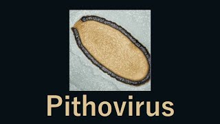 30000 year old giant virus comes back to life Pithovirus [upl. by Frayda]