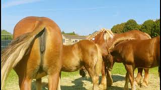 Il était une fois foire les chevaux [upl. by Namaan]