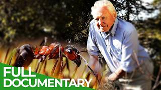 David Attenborough’s Ant Mountain  Free Documentary Nature [upl. by Nelo]