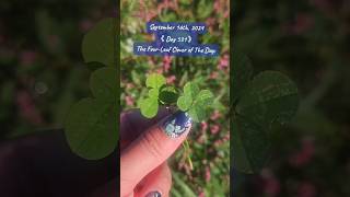 531 Consecutive Days Finding a Genuine FourLeaf Clover 🍀 fourleafclover nature [upl. by Faydra]