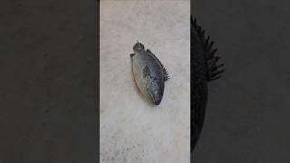 Super Famous Black Tilapya Fish Cutting Fillet Skillsshorts [upl. by Kirimia]