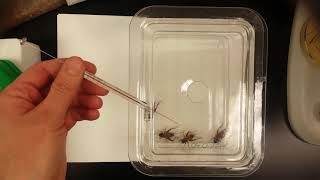 Biol 430 Lab 11 N Excretion and Hemolymph Filtration in Insects [upl. by Mohammad]