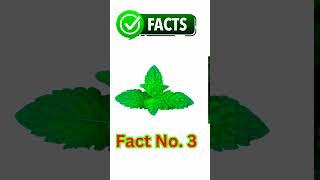 interesting facts about Mint mint plantfacts [upl. by Aelegna131]