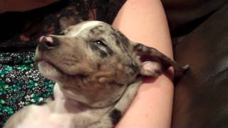 The cutest Silver Catahoula Leopard puppy ever [upl. by Llenehs793]