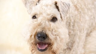 How to Manage Your Soft Coated Wheaten Terriers Prey Drive [upl. by Player801]