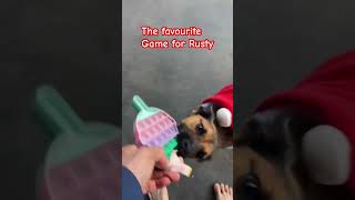 💎🎅🎅favorite game rusty funny comedyvideos puppy doglover pets funnyvideos happy [upl. by Chaffin]