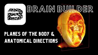 Planes of the Body and Anatomical Directions  3D Anatomy [upl. by Aneekal]