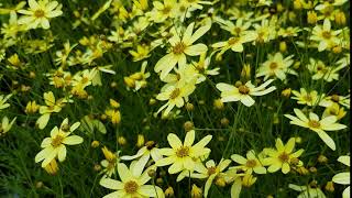 Coreopsis verticillata Moonbeam [upl. by Airec]