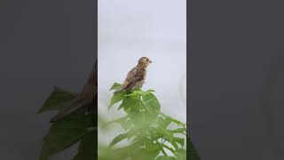 Facing the wind bayaweaver weaverbird birds birdsvideo struggle determination 4k [upl. by Bruner604]