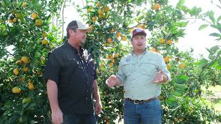 Meet Your Farmer  Peel a quotBestiequot Satsuma with the Corbett Brothers [upl. by Hollister]