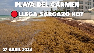 PLAYA DEL CARMEN🚨28 ABRIL 2024 LLEGANDO MUCHO SARGAZO  VIDEO MAS ACTUAL [upl. by Euqinwahs]