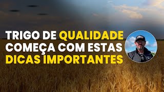 TRIGO DE ALTA QUALIDADE CONHEÇA AS DICAS QUE FAZEM A DIFERENÇA [upl. by Gabie610]