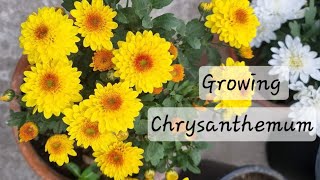 Chrysanthemum Flower  Chrysanthemum Plant Care  How To Grow Mums  Chandramallika [upl. by Riker]