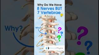 Cervical Nerves vs Vertebrae anatomy cervicalspine physiotharapy physicaltherapy [upl. by Llezo]