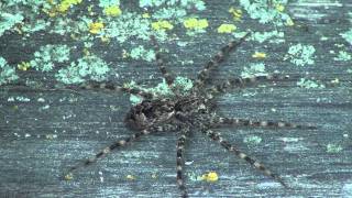 Dark Fishing Spider Pisauridae Dolomedes tenebrosus on Fence [upl. by Veronica]