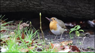 Robin bird eating a huge worm while it rains [upl. by Brower]