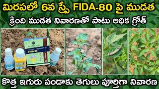 6th spraying in chilli మిరపలో పురుగు దోమ ముడత ఆకు తినే పురుగులు పూర్తి నివారణ Fida  80 amp Marino [upl. by Nelli]