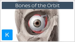 Bones of the orbit  Human Anatomy  Kenhub [upl. by Kazue]