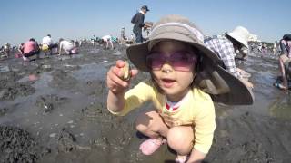 【GoPro】潮干狩り ふなばし三番瀬海浜公園2016 [upl. by Enilecram563]