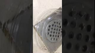 How to Get Rid Of the Pesty Drain Flies in your Shower and Kitchen in 5 Simple Steps [upl. by Idak]