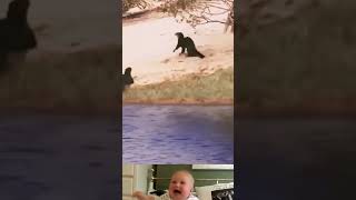 Jaguar Surprise Hunt A Otters 😱  Animal Funny Video  shorts youtubeshorts [upl. by Gershon904]