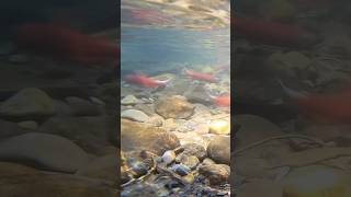 Kokanee salmon footage fishing fyp videography [upl. by Aihppa]