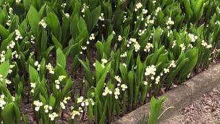 Convallaria majalis  Maiglöckchen Lily of the Valley [upl. by Archangel]