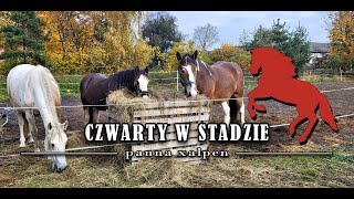 CZWARTY W STADZIE [upl. by Daenis]