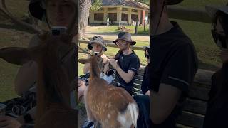 外国人観光客の奈良は鹿とともにユニークなスタイルで見られました  nara deer  へずまりゅう 奈良公園 deerpark [upl. by Chevy403]