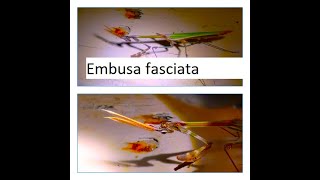 Empusa fasciata by Theo [upl. by Abekam]