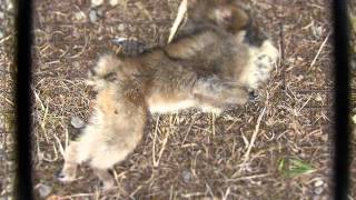 Timelapse of Maggots on a Dead Japanese Macaque L1 ニホンザル死骸の生物分解【微速度撮影】 [upl. by Yerdna291]