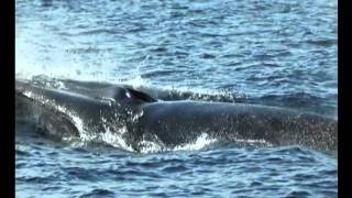 Il Re del mare e altre storie i giganti del mare in Toscana [upl. by Ardnuhsor]