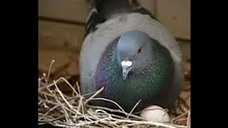 Manfaat Telor Burung Dara Obat Penurun Panas Anak [upl. by Leonor596]