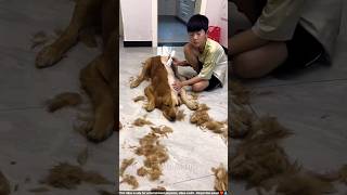 Boy Trimmed Half of His Dog’s Hairs shortsvideo [upl. by Iznil]