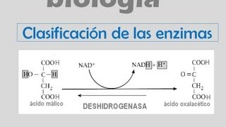 Clasificación de las enzimas [upl. by Ettenel]