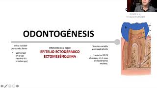 Odontogénesis 1ra parte [upl. by Madaras]