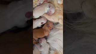 Gestation to delivery of six puppies chico puppy cute agooddaytobeadog oneofakindbulldogs [upl. by Stig]