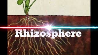 Rhizosphere [upl. by Idalla]