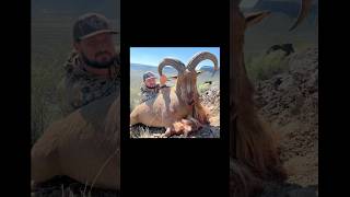 WEST TEXAS AOUDAD hunting wildlife deer hunt nature texas sitka sunset whitetaildeer viral [upl. by Melisse98]