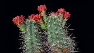 Echinocereus coccineus subsp roemeri USA Texas Gillespie County [upl. by Roley]