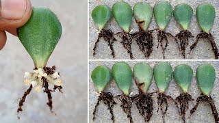 lucky plant crassula ovata leaves propagation  crassula ovata growing tips  jade plant [upl. by Nitas]